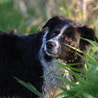 Pilot the Border-Collie