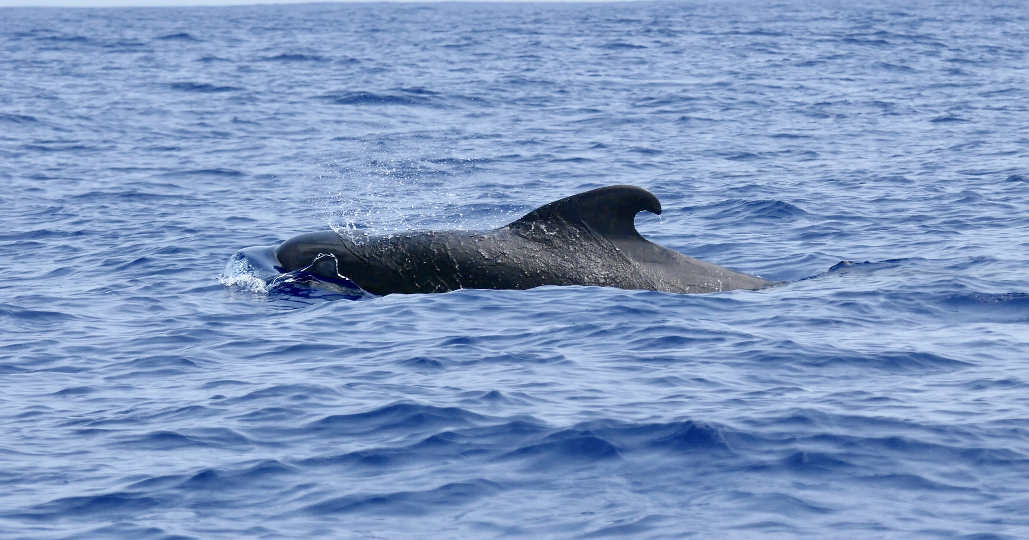Pilot Whale Baby