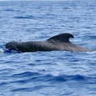 Pilot Whale Baby