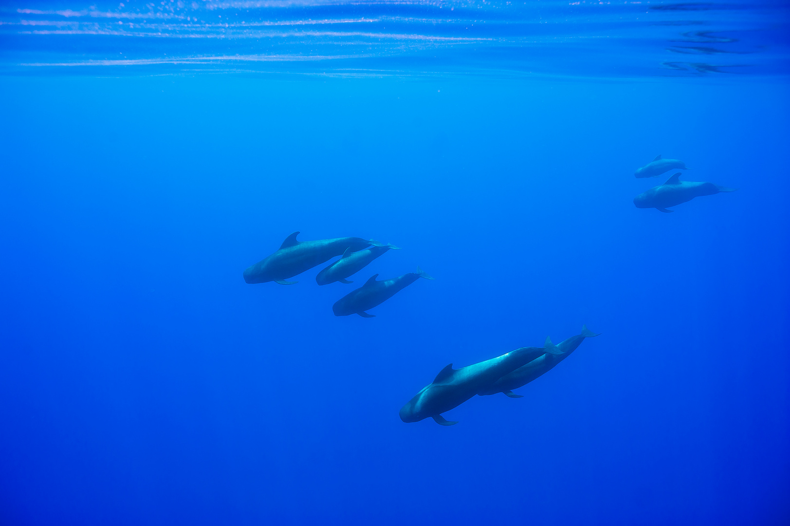 Pilot Whale Family