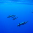 Pilot Whale Family