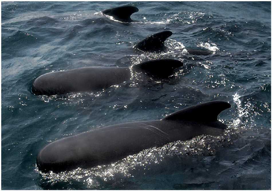 *PILOT WHALES*