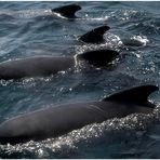 *PILOT WHALES*