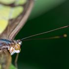 Pilote prêt au décollage : Papillon Malachite (Amerique du Sud)