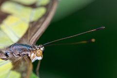 Pilote prêt au décollage : Papillon Malachite (Amerique du Sud)