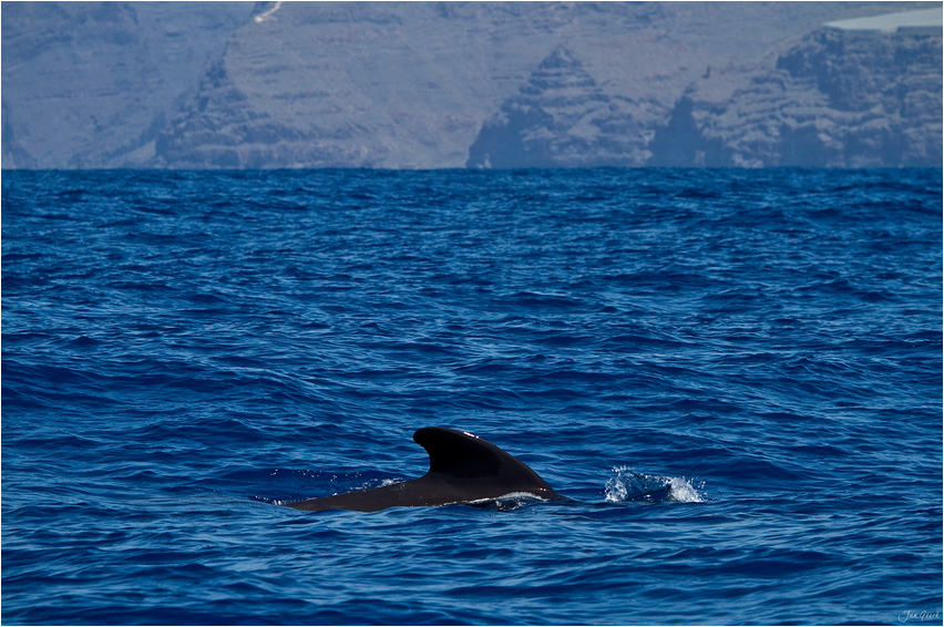 Pilotwale vor Gomera