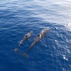 Pilotwale (Zur Familie der Delphine gehörend) Mutter mit Jungtier