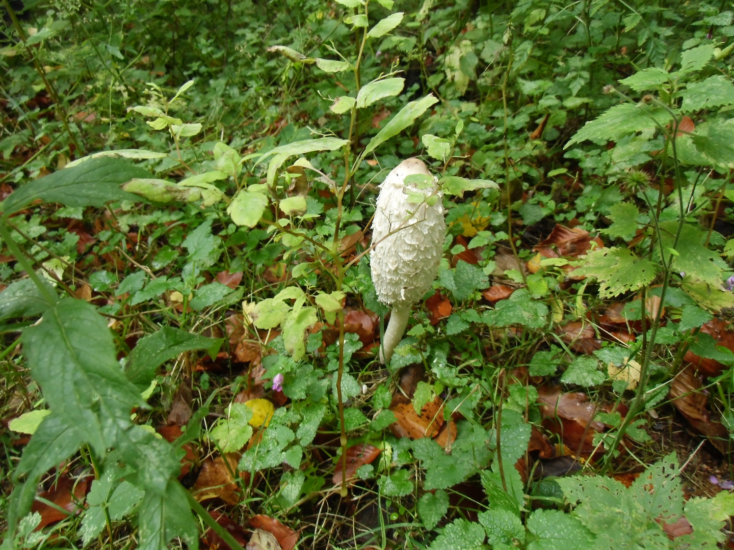 Pils im grünen Teppich