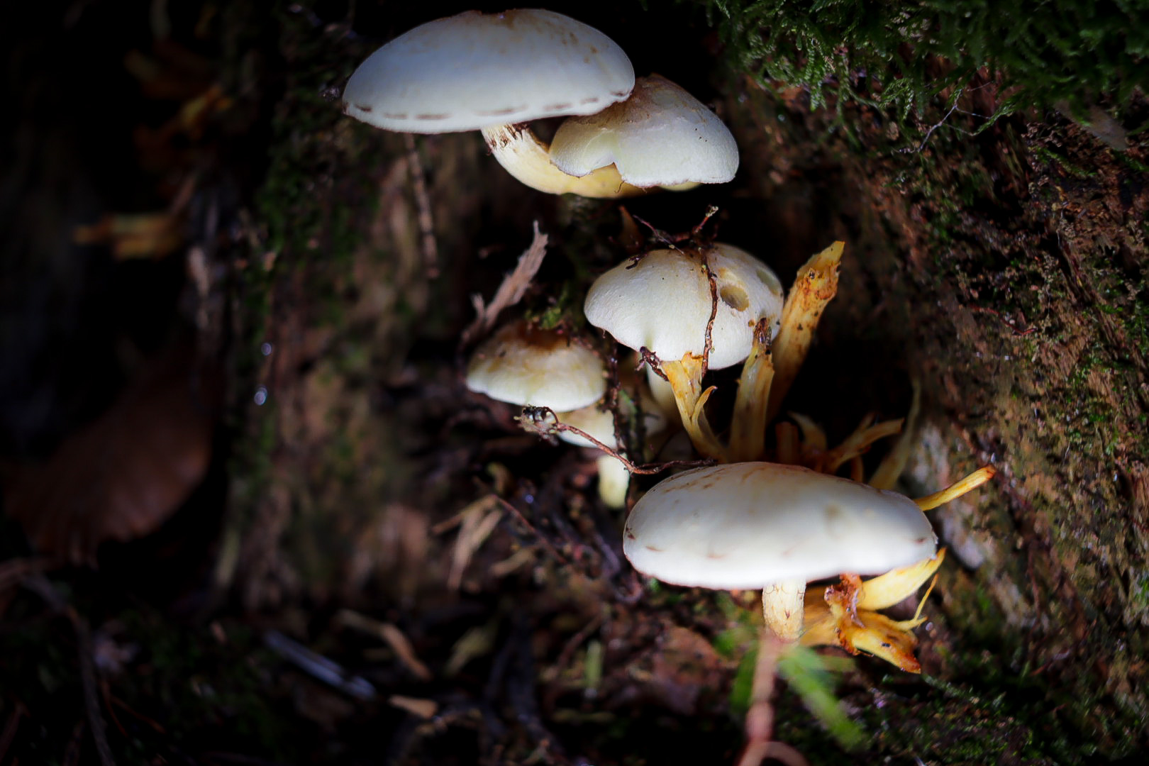 Pils im Wald 