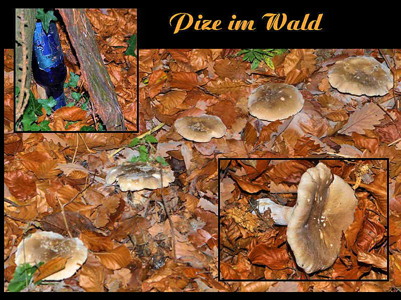 """ Pils & Pilze im Wald """