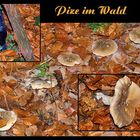 """ Pils & Pilze im Wald """