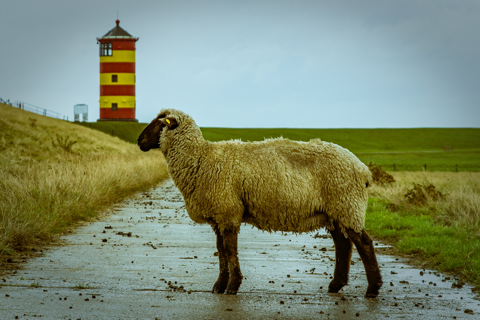 Pilsumer Deichschaf