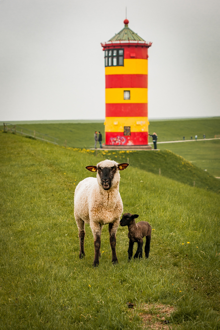 Pilsumer Leuchtturm-Schafe