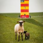 Pilsumer Leuchtturm-Schafe