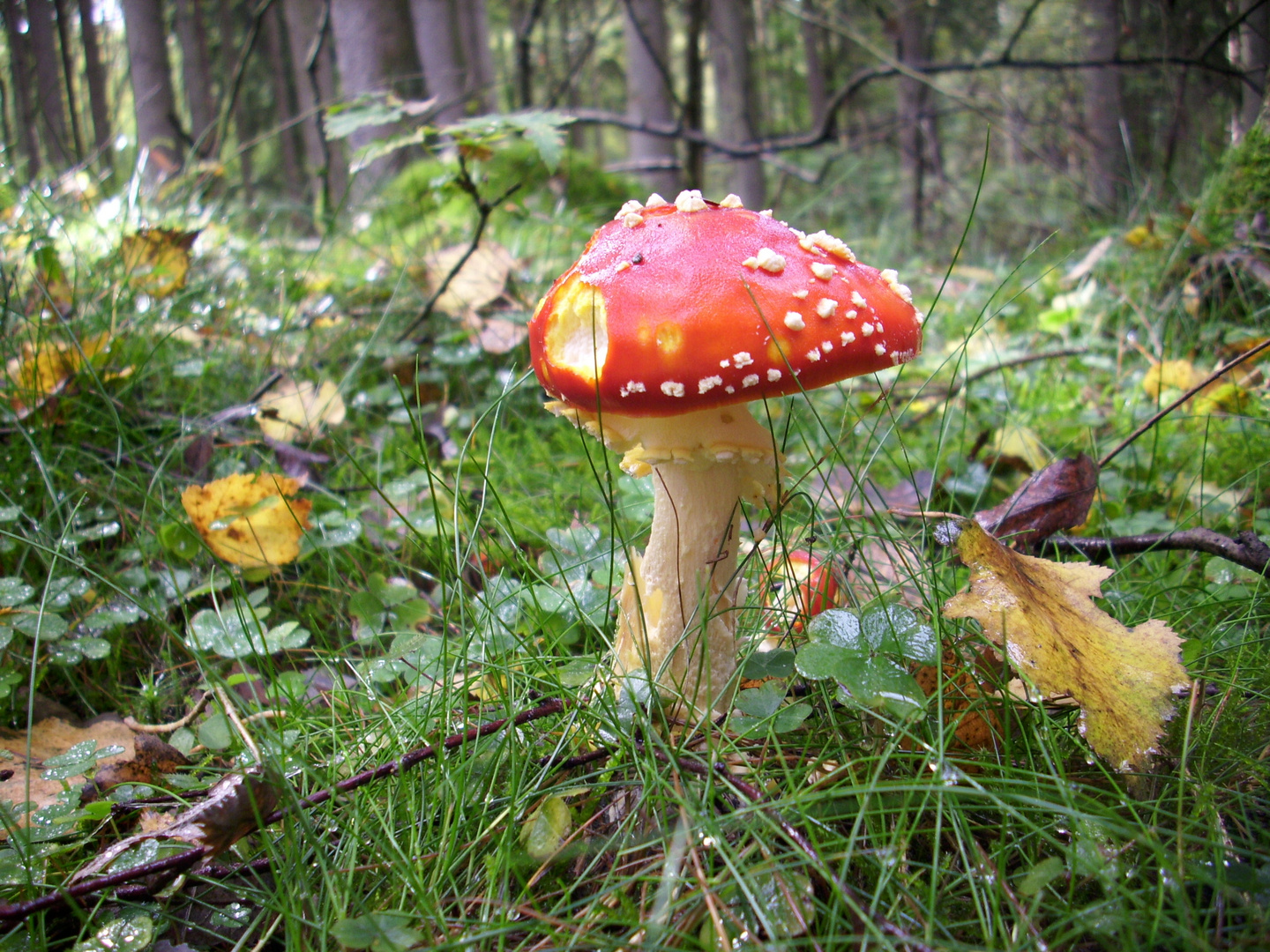 Pilz Foto &amp; Bild | pflanzen, pilze &amp; flechten, natur Bilder auf ...
