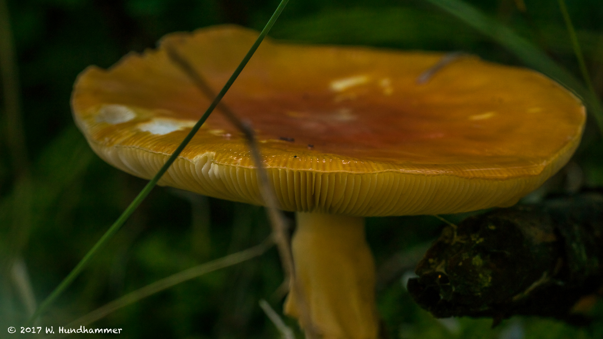 Pilz 1