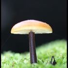 Pilz 1