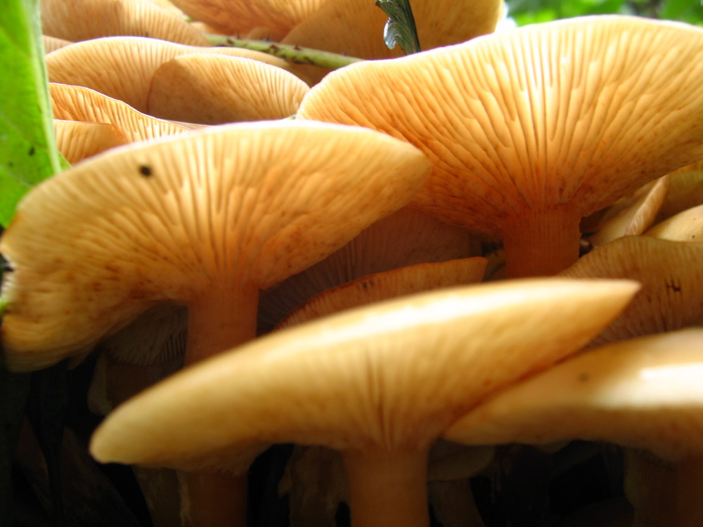 Pilz 1