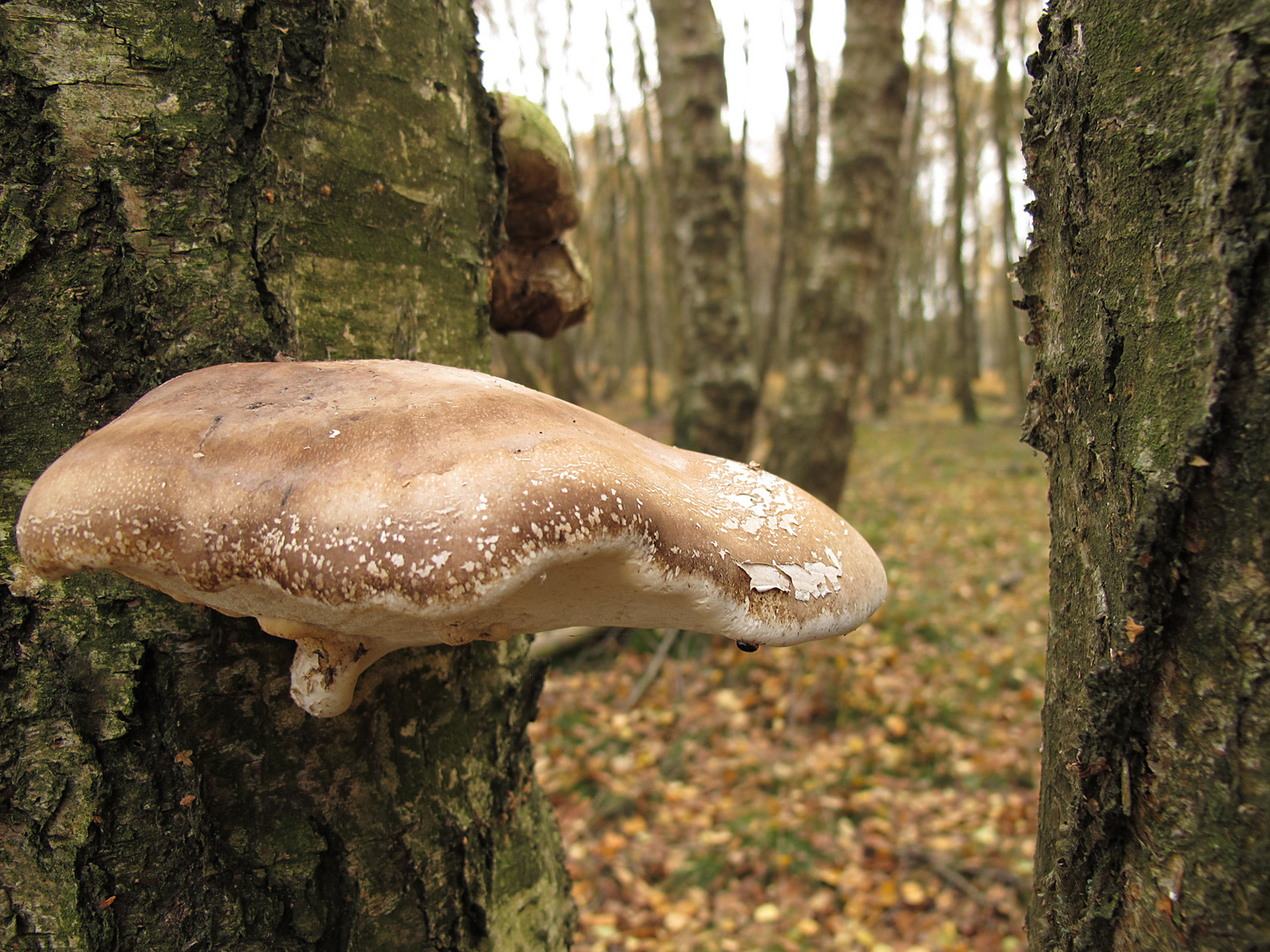 Pilz 1 Foto &amp; Bild | pflanzen, pilze &amp; flechten, pilze &amp; flechten ...