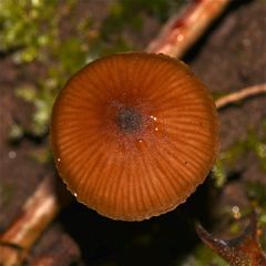 Pilz 1: Der Hut hat einen Durchmesser von etwa 2 cm. Wer kennt ihn?