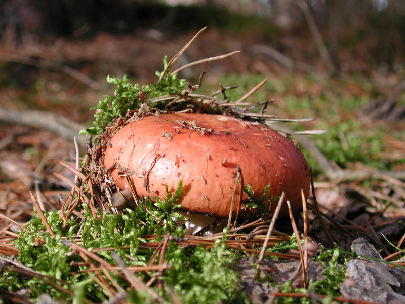 Pilz von Volker Kotzerke