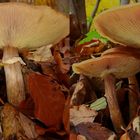 Pilz 2