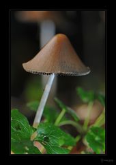 PILZ -2-