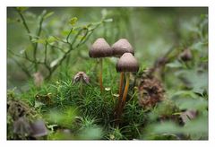 Pilz 2