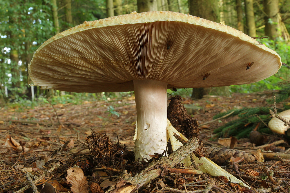 Pilz 2