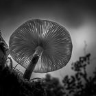 Pilz / 2