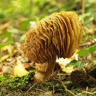 Pilz 2