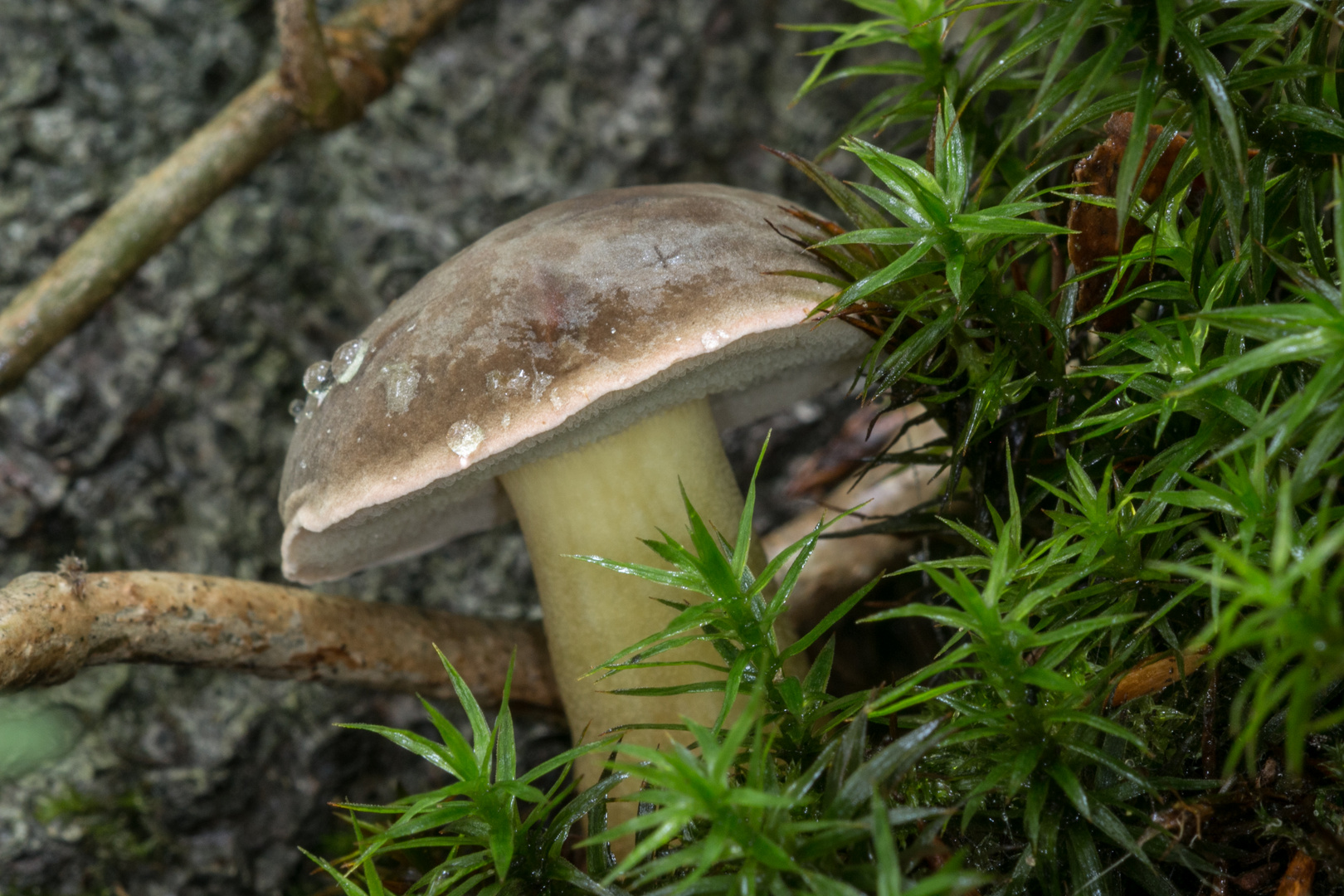 Pilz 2