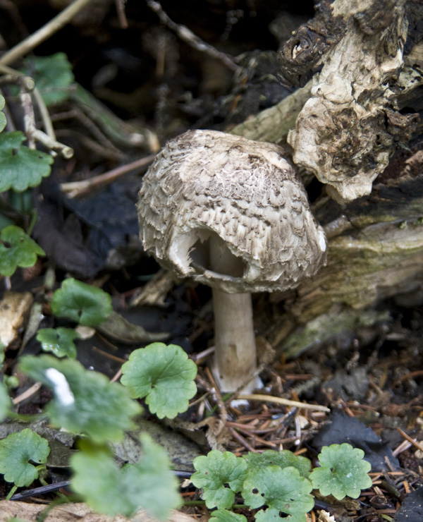 ?Pilz 2