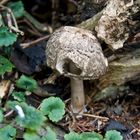 ?Pilz 2