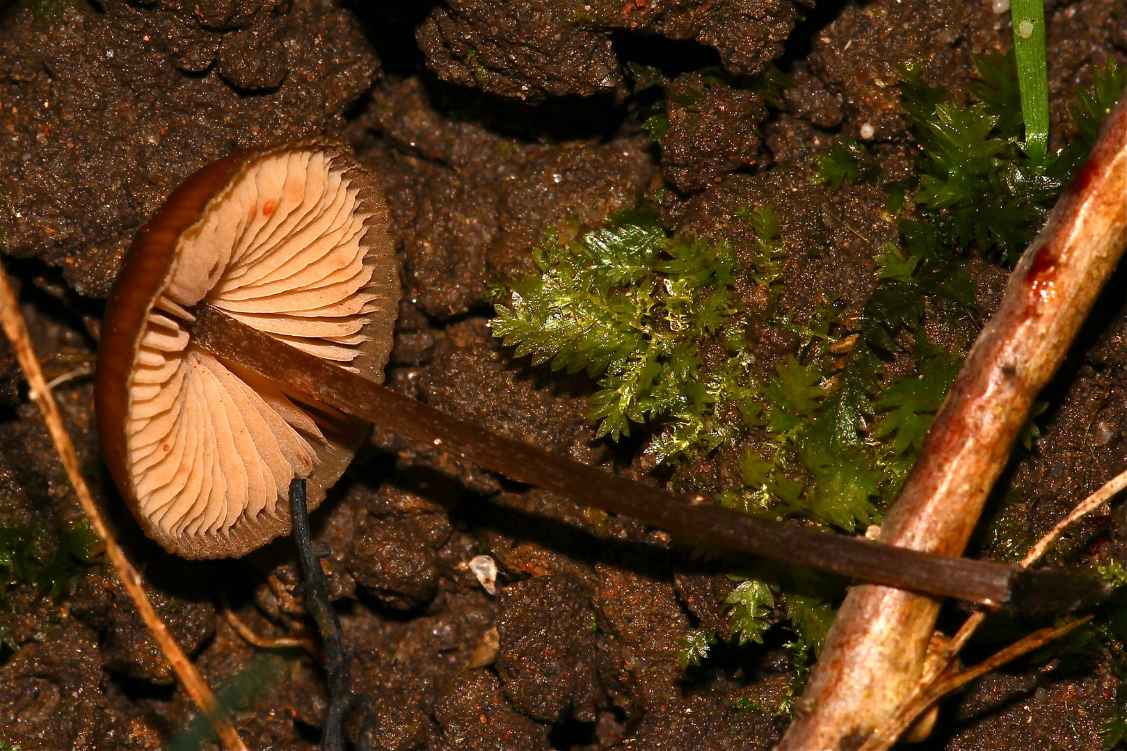 Pilz 2: Unterseite und Stiel desselben Pilzes wie auf Foto 1. Kennt ihn jemand?