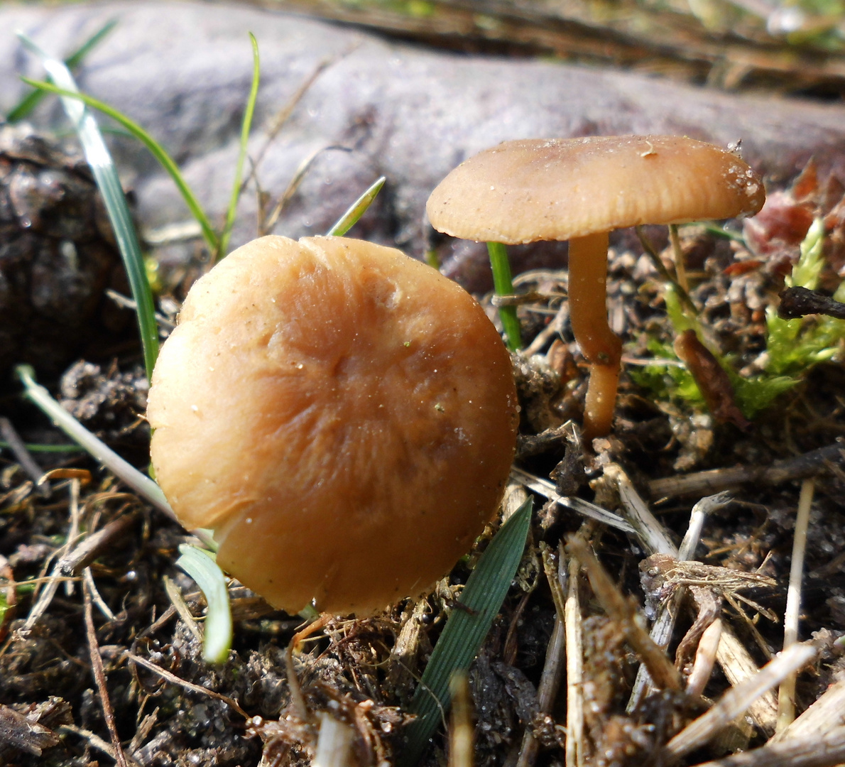 Pilz -