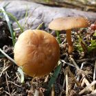 Pilz -