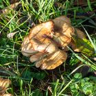 Pilz 