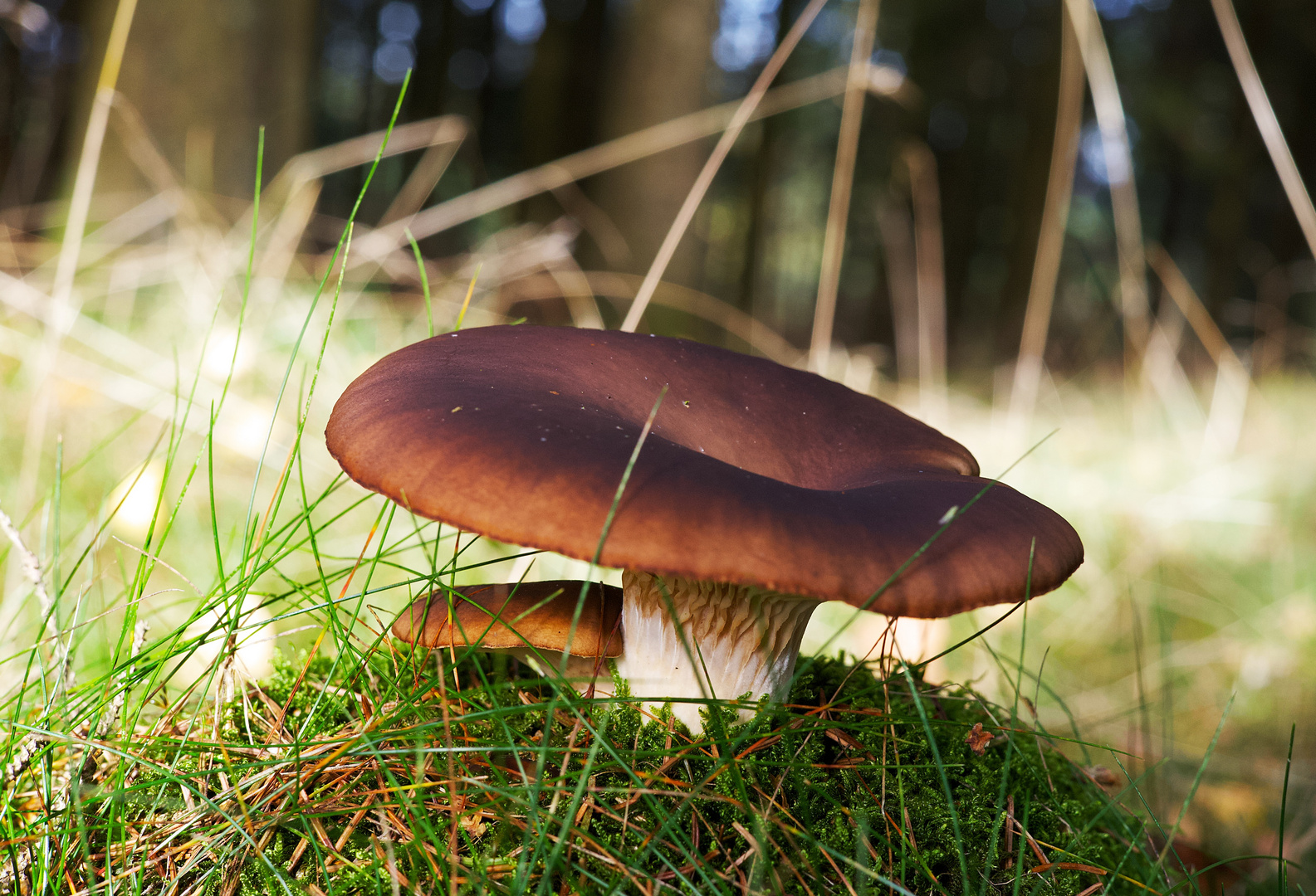 Pilz Foto & Bild pflanzen, pilze & flechten, natur, pilz Bilder auf