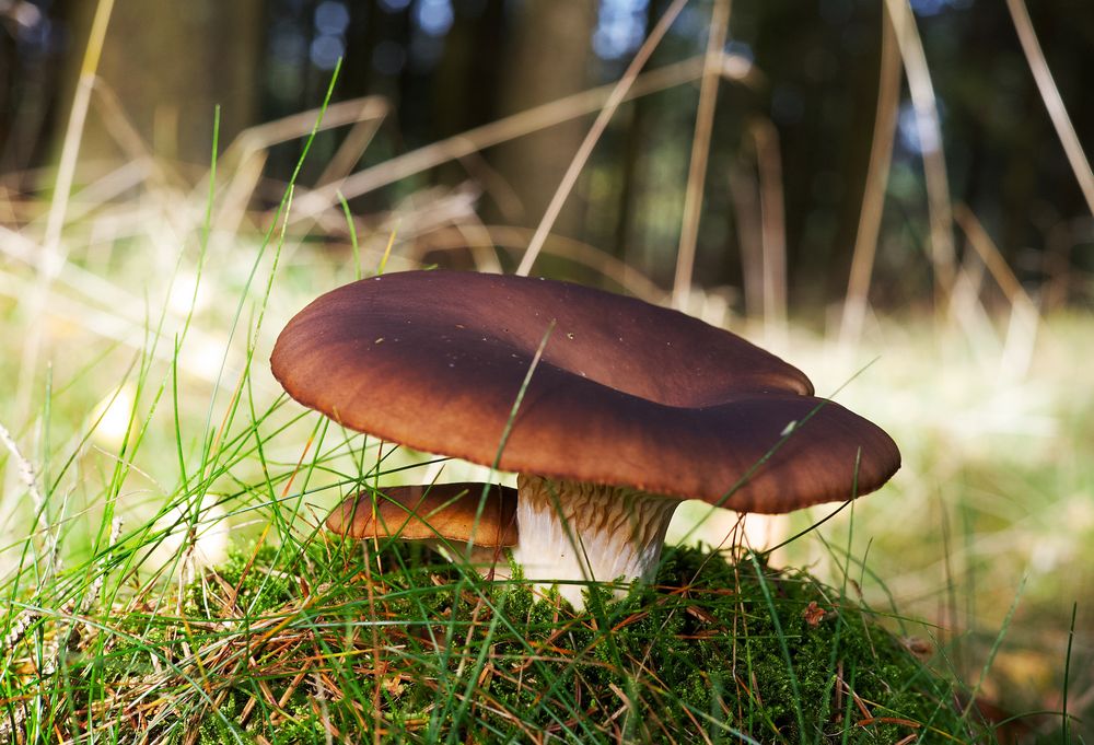 Pilz Foto & Bild | pflanzen, pilze & flechten, natur, pilz Bilder auf ...