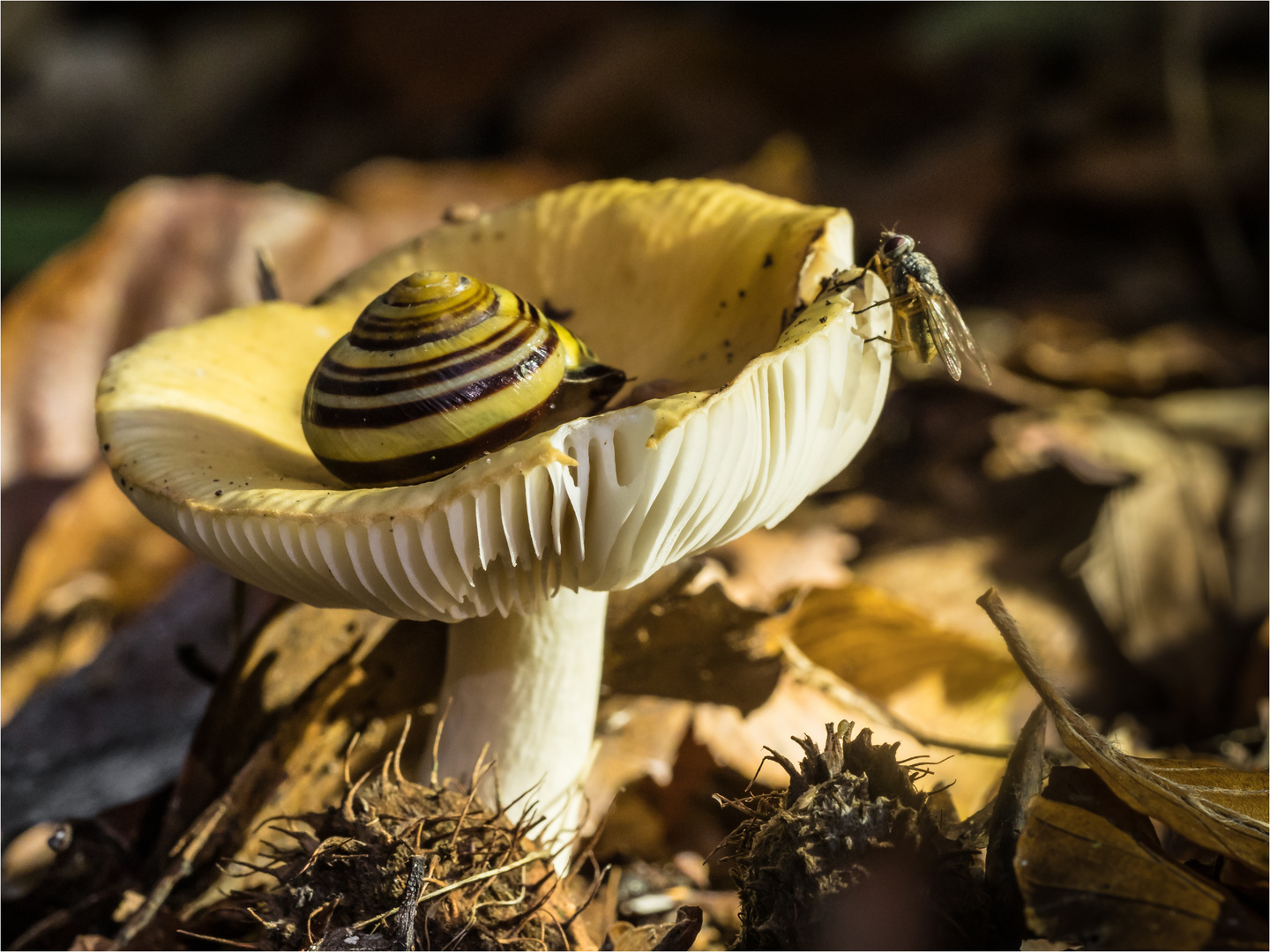 Pilz 4, ..leider besetzt