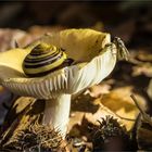 Pilz 4, ..leider besetzt