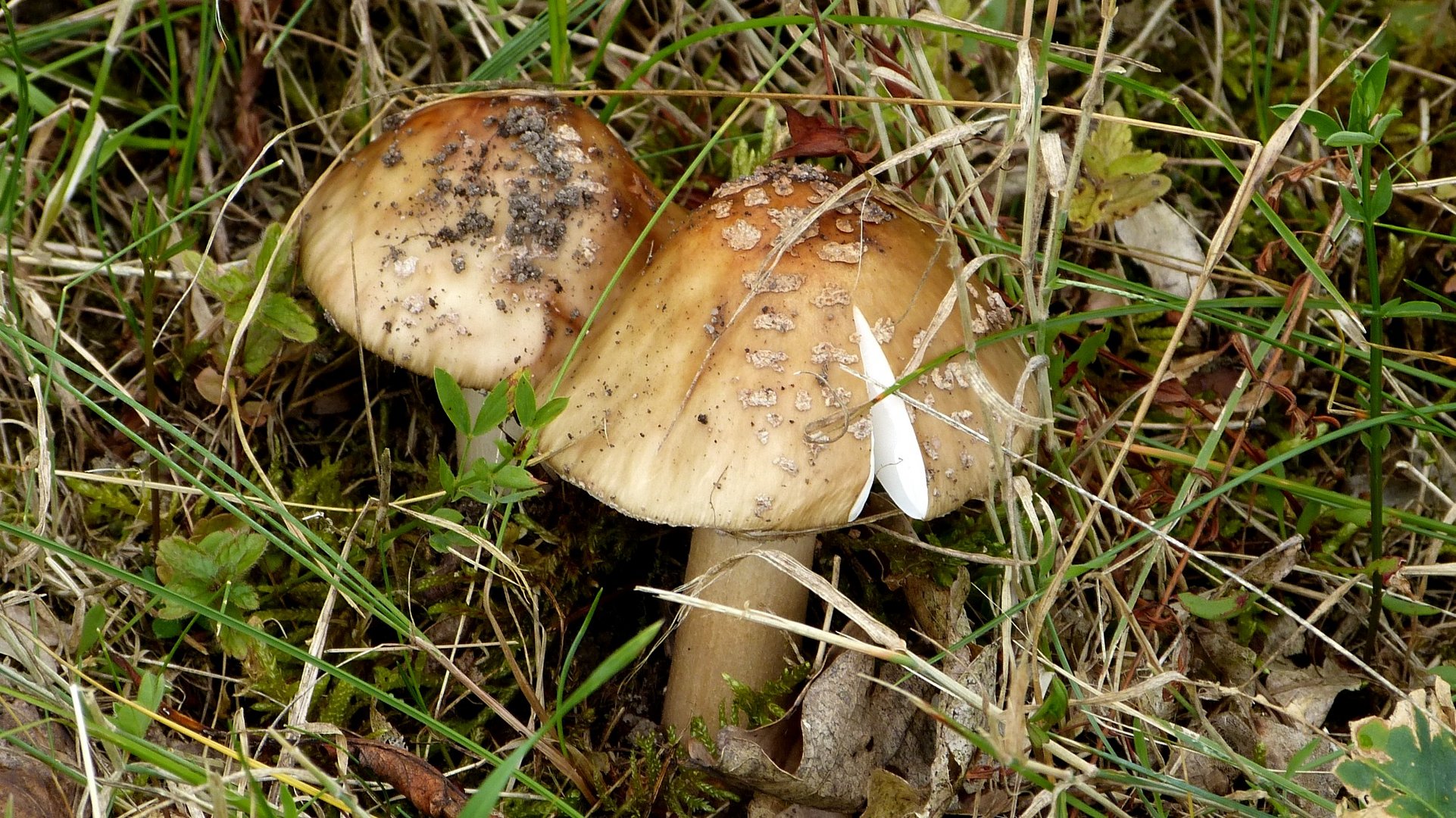 Pilz 5