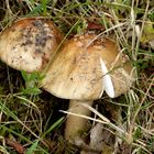 Pilz 5