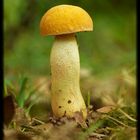 Pilz