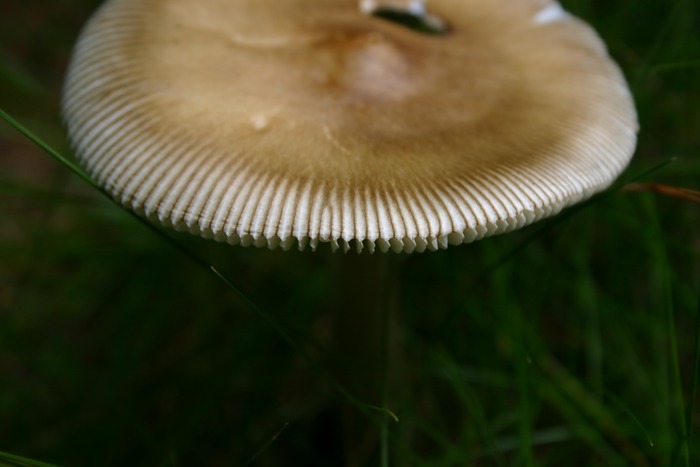 _-*Pilz*-_