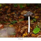 PILZ