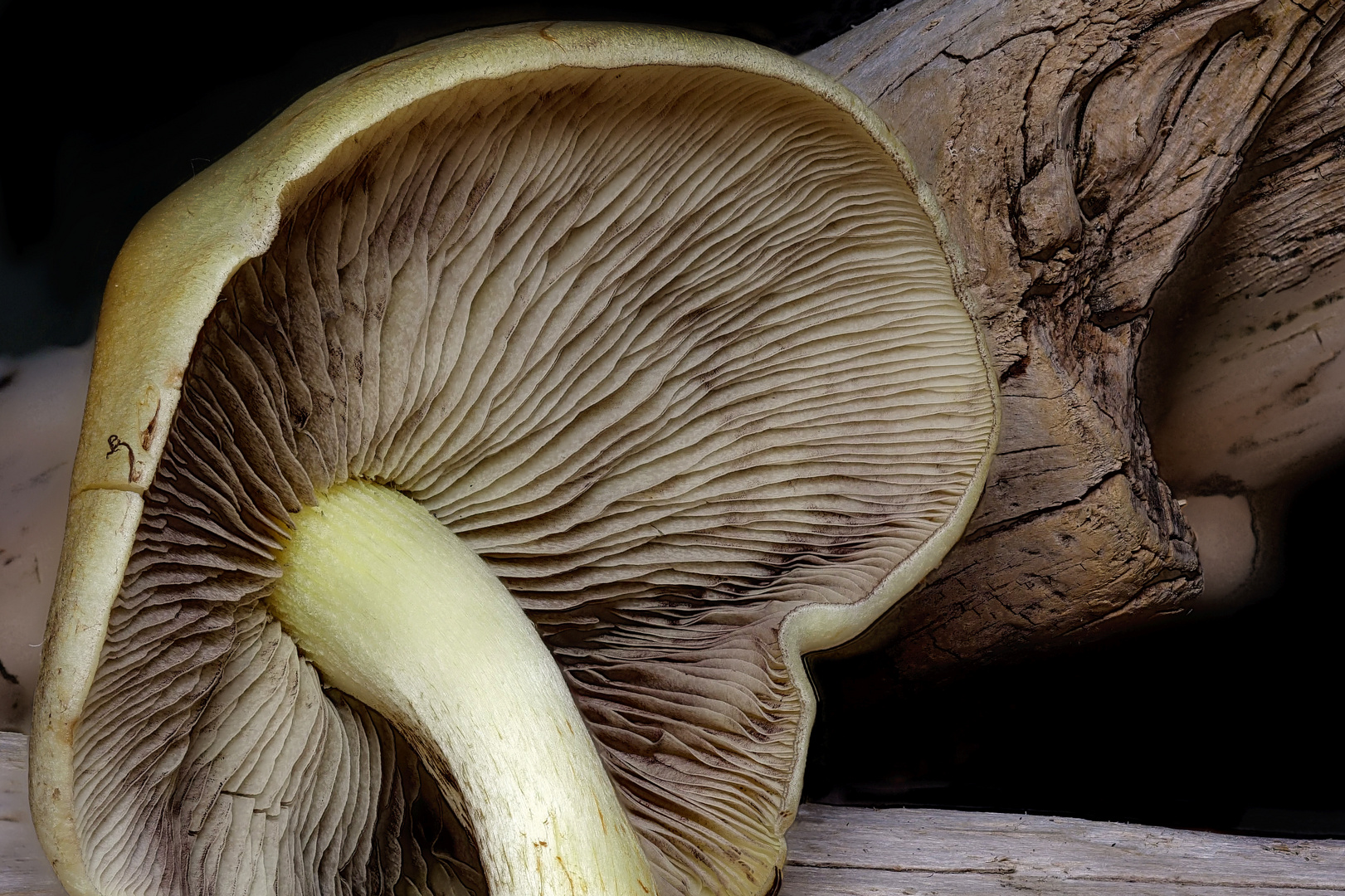 Pilz Foto &amp; Bild | natur Bilder auf fotocommunity