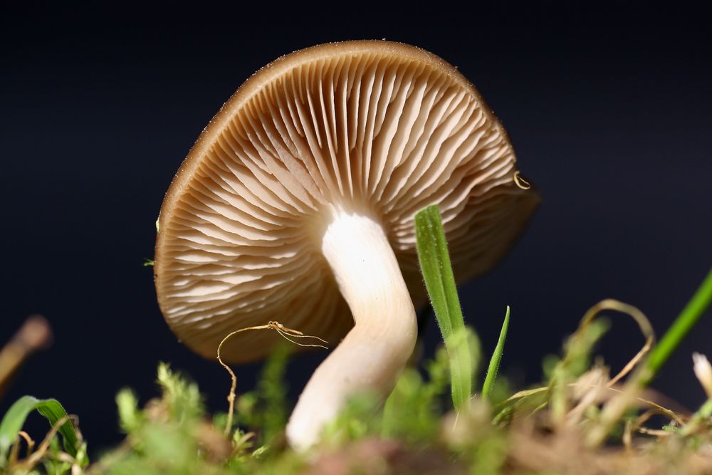 Pilz Foto & Bild | pflanzen, pilze & flechten, pilze & flechten, makro ...