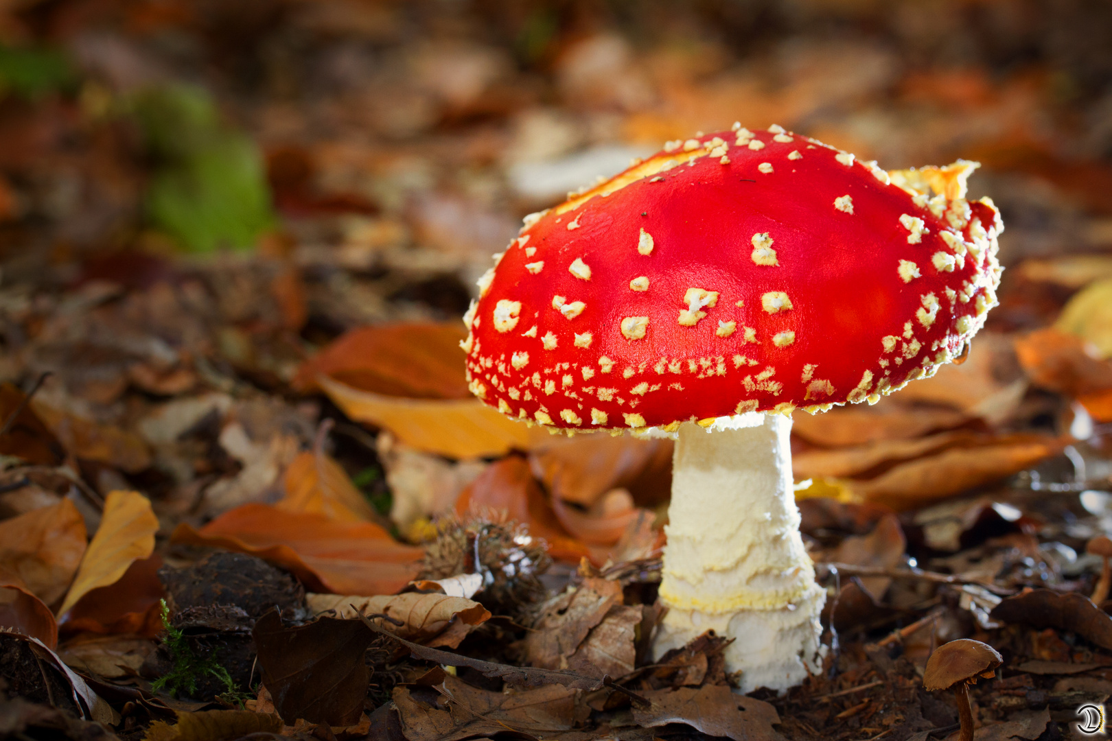 PILZ Foto & Bild pflanzen, pilze & flechten, pilze & flechten, makro